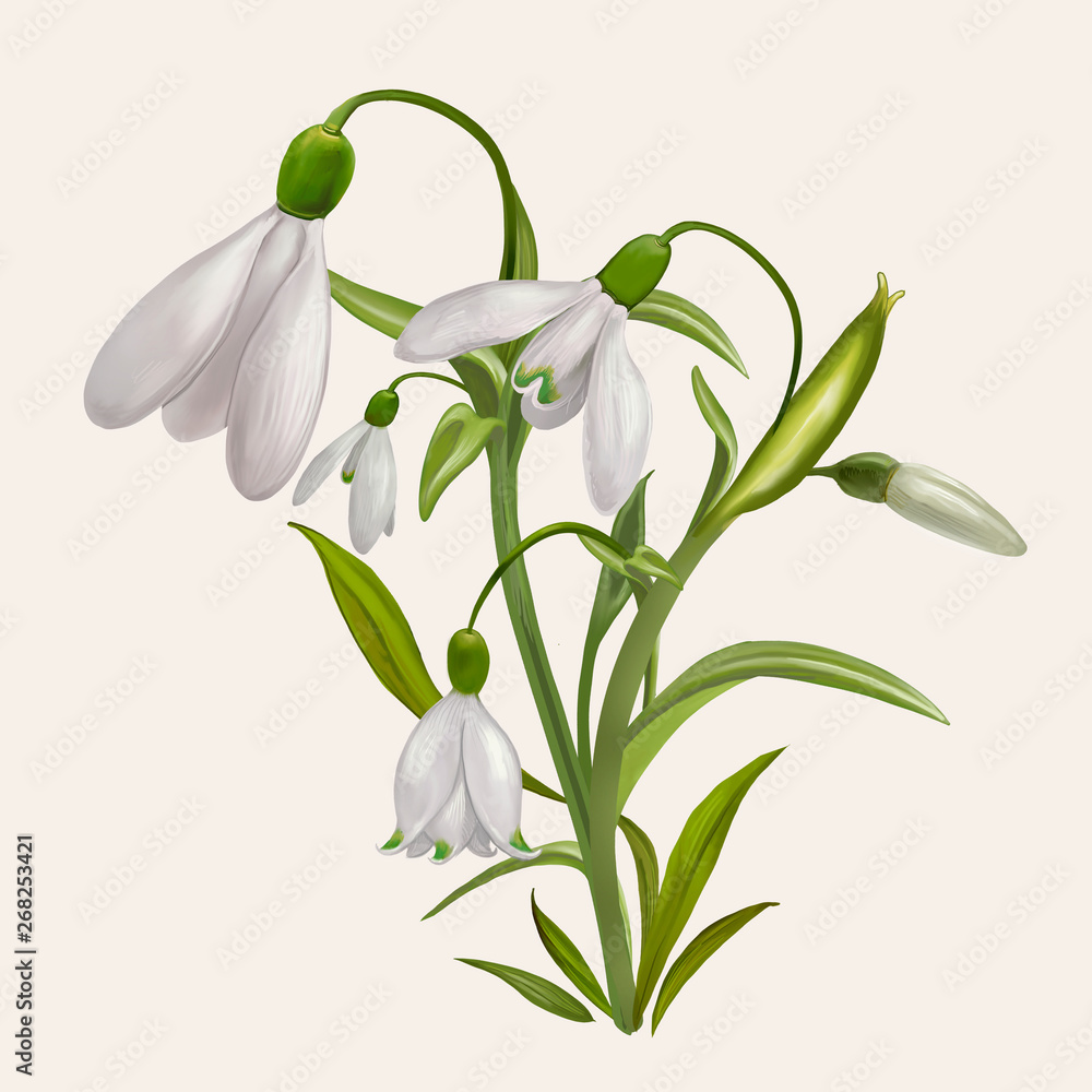 Blooming snowdrop flowers