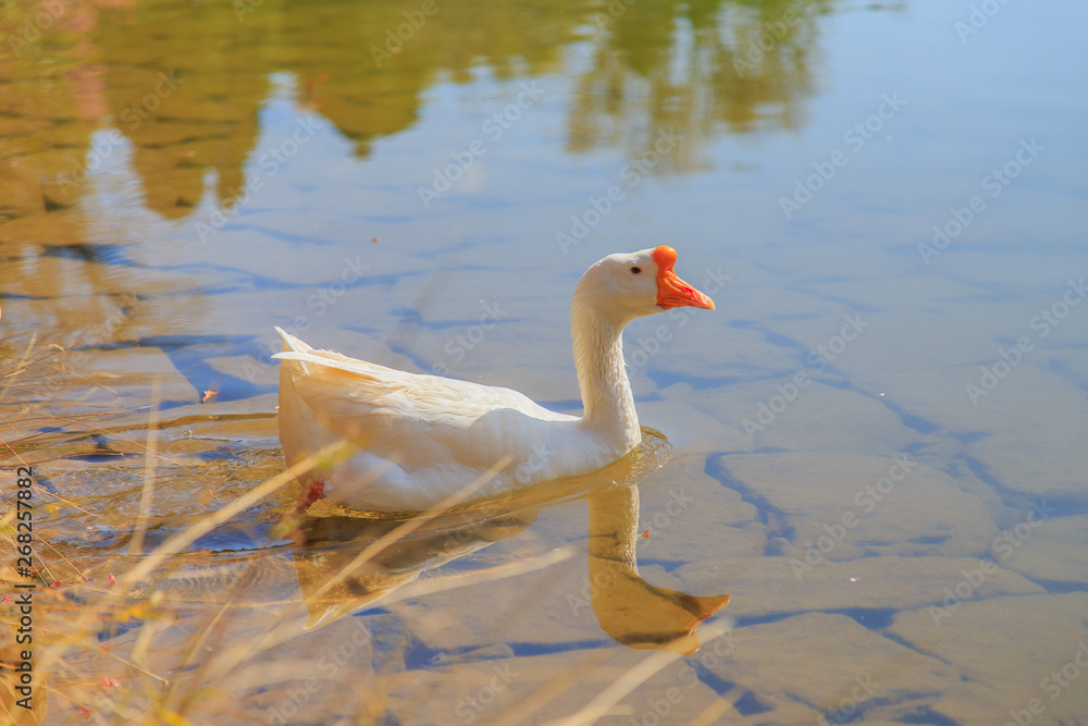 Geese swimming in the lake