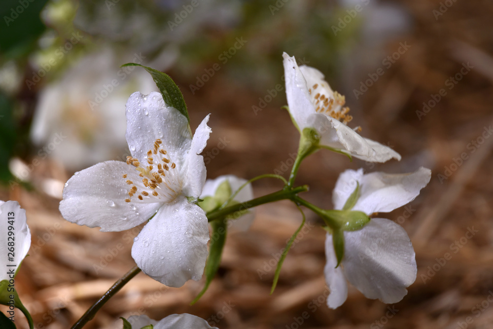 茉莉花的花枝