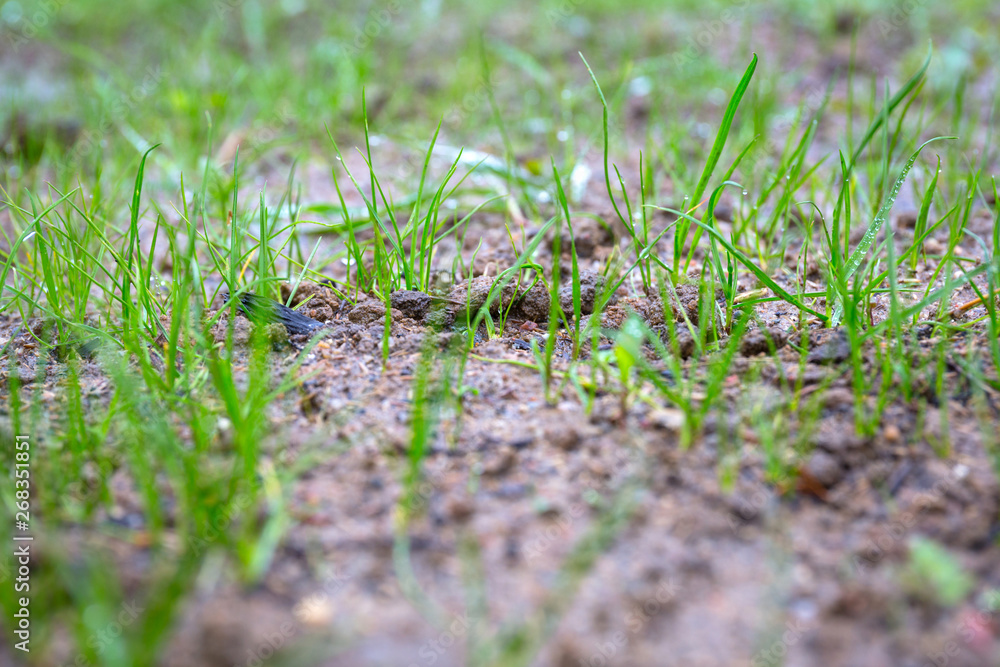 Grass seeds begin to grow on the soil in the garden