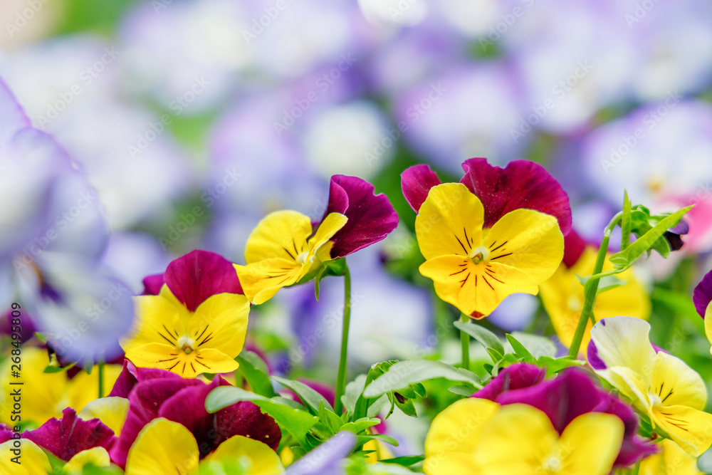 たくさんのカラフルなパンジーの花