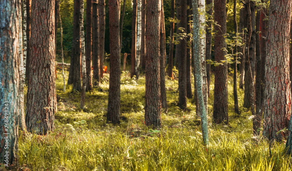 sunny forest