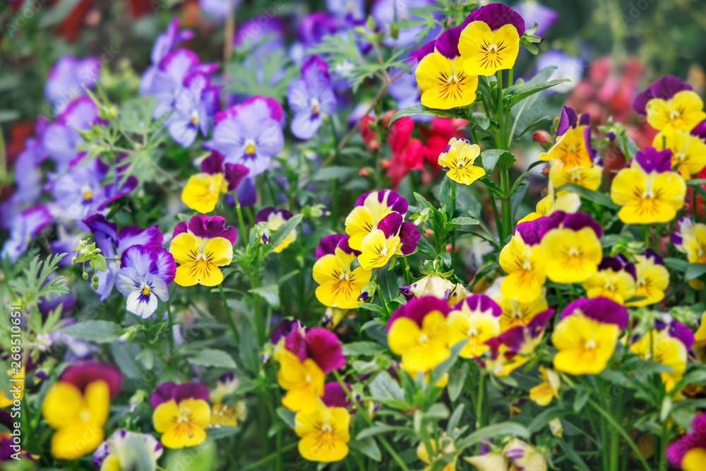 たくさんのカラフルなパンジーの花