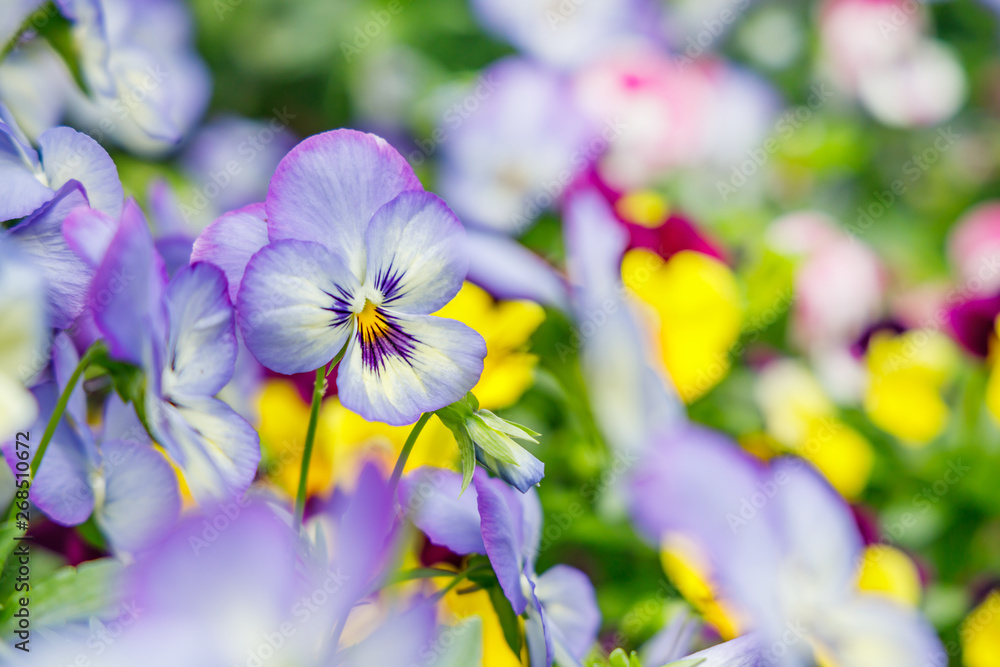 たくさんのカラフルなパンジーの花