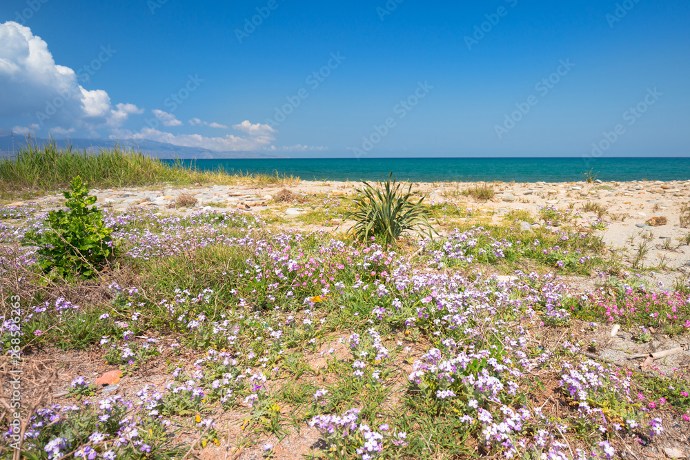 Blossom flowers at Maleme beach on Crete, Greece