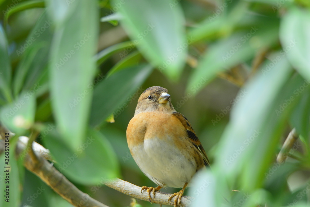 The outdoor fringillidae birds in the park