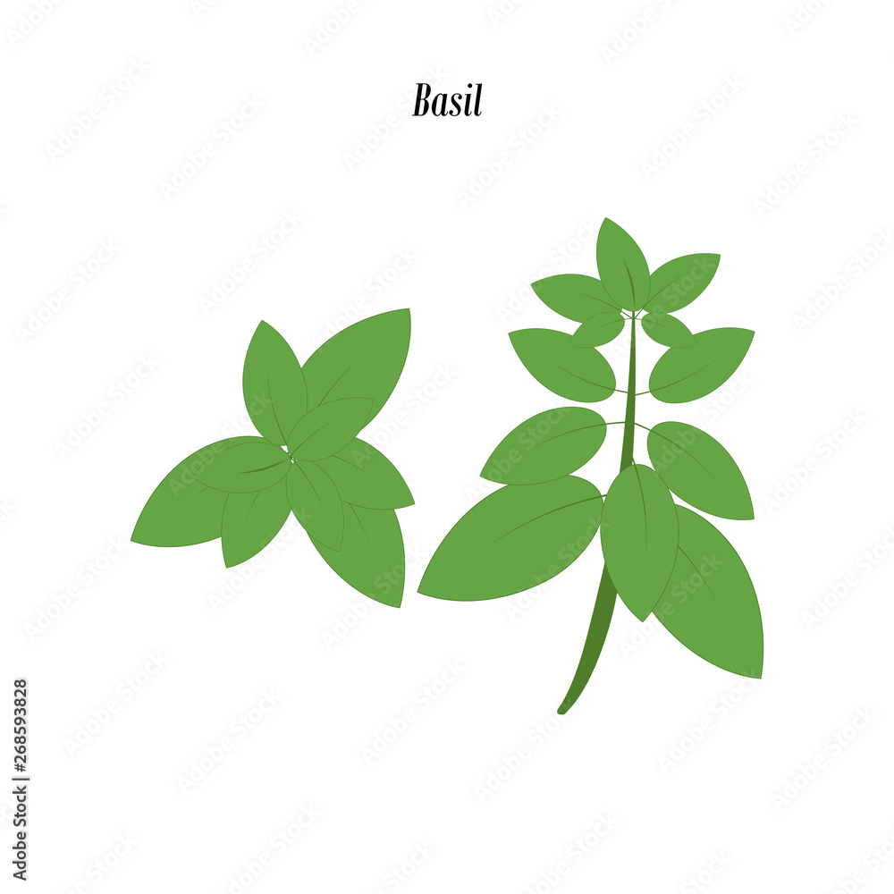 Green basil illustration