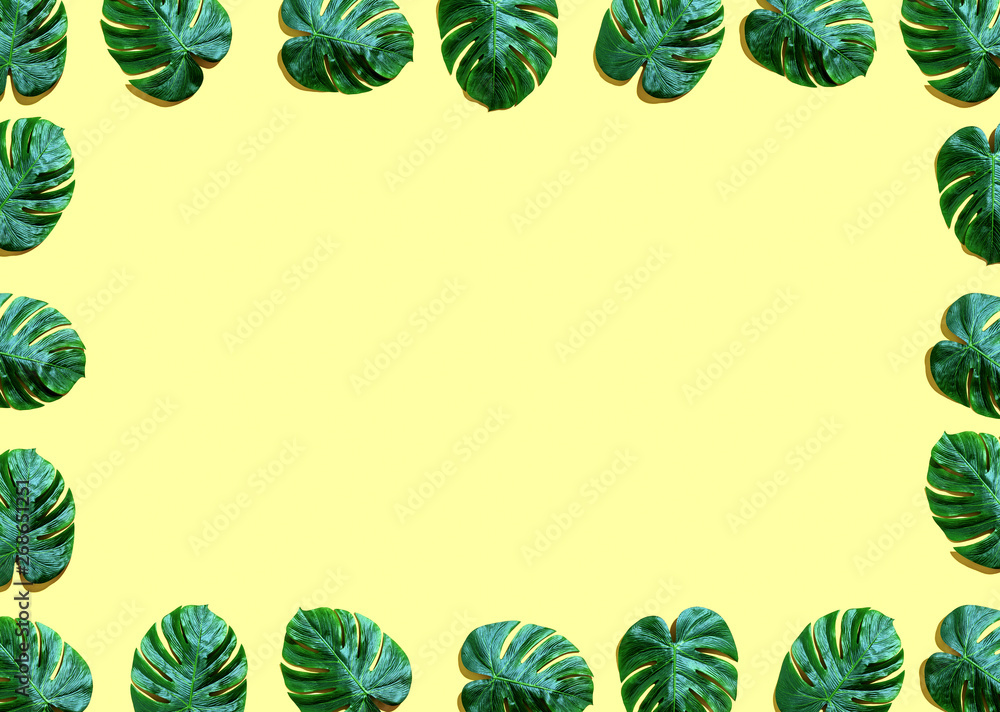 Tropical plant Monstera leaves overhead view flat lay