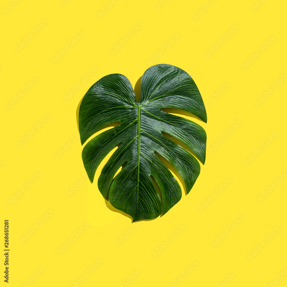 Tropical plant Monstera leaf overhead view flat lay Tropical plant Monstera leaf overhead view flat 