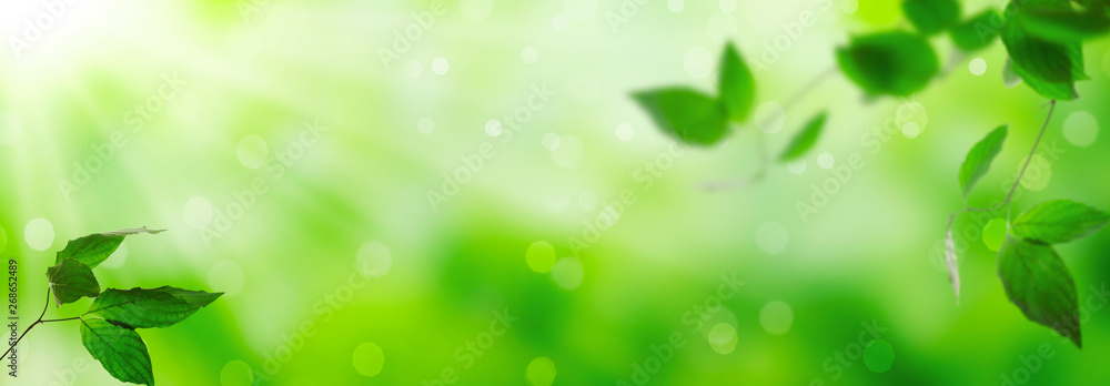 Fresh green leaves on a shiny background