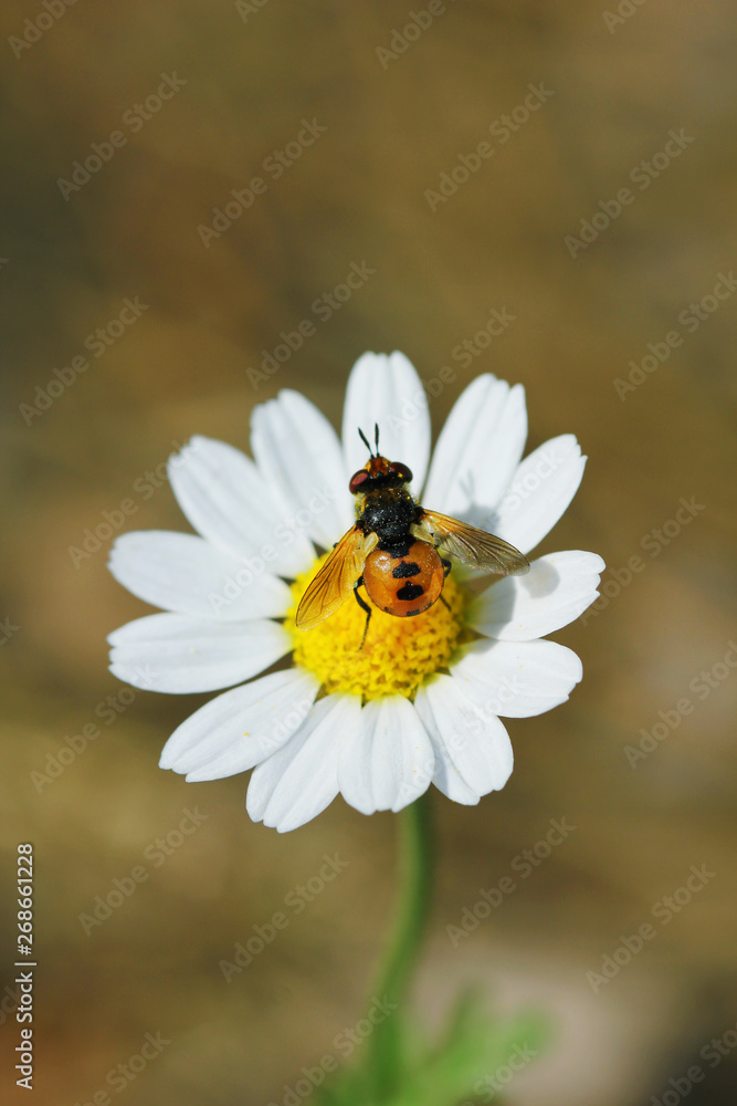 Fy sits on a white daisy, macro.