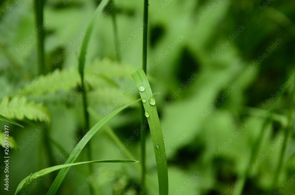 frühling