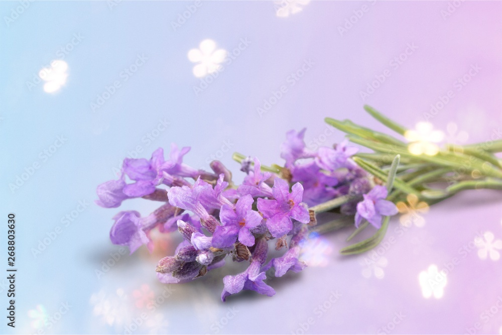 Lavender flowers isolated on white background