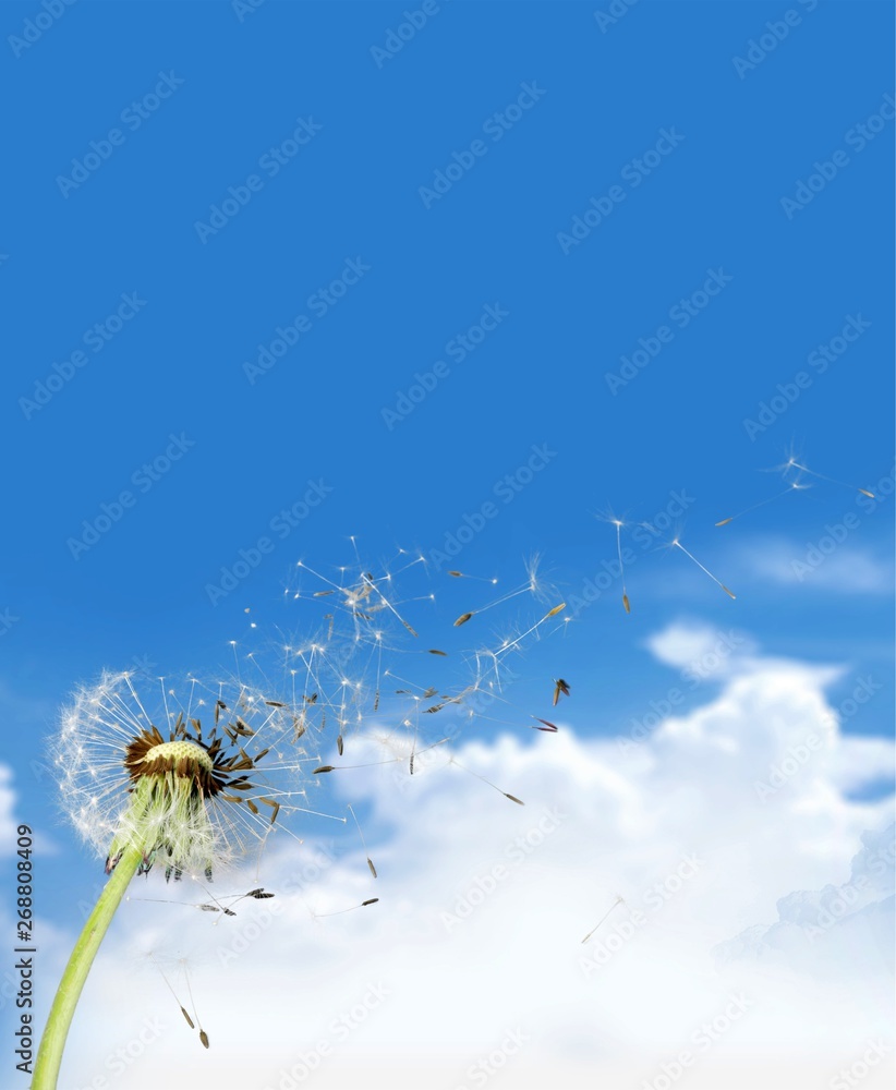 Flying dandelion seeds isolated over white