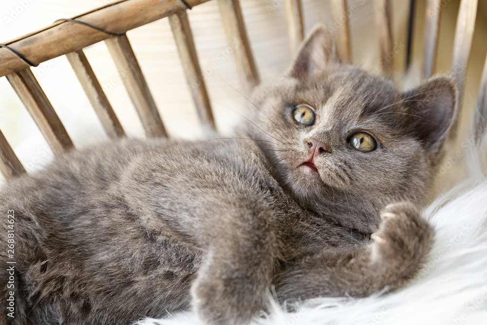 家里盒子里的可爱有趣的小猫