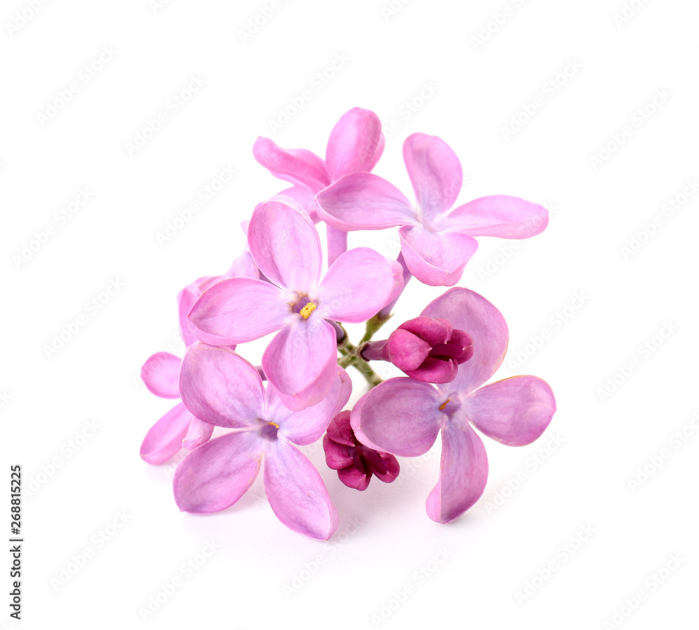 Beautiful lilac flowers on white background