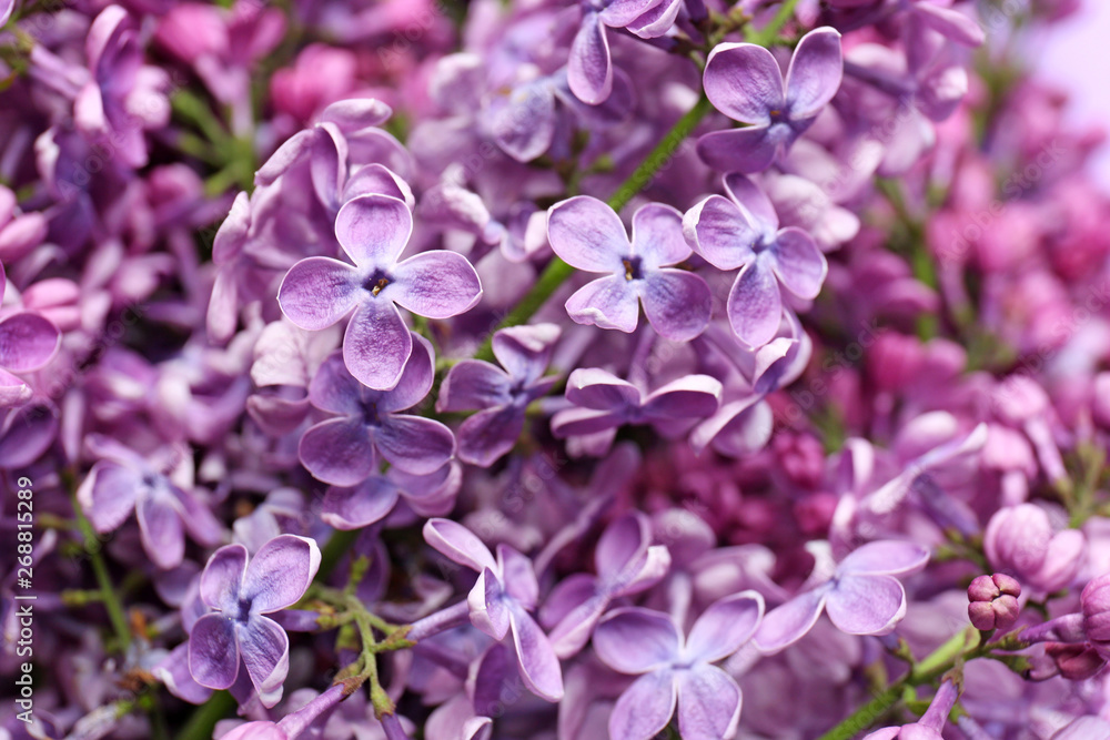 美丽的丁香花，特写