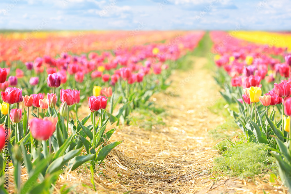 Beautiful blossoming tulips in countryside on spring day