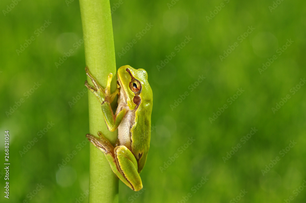 Frog on green background