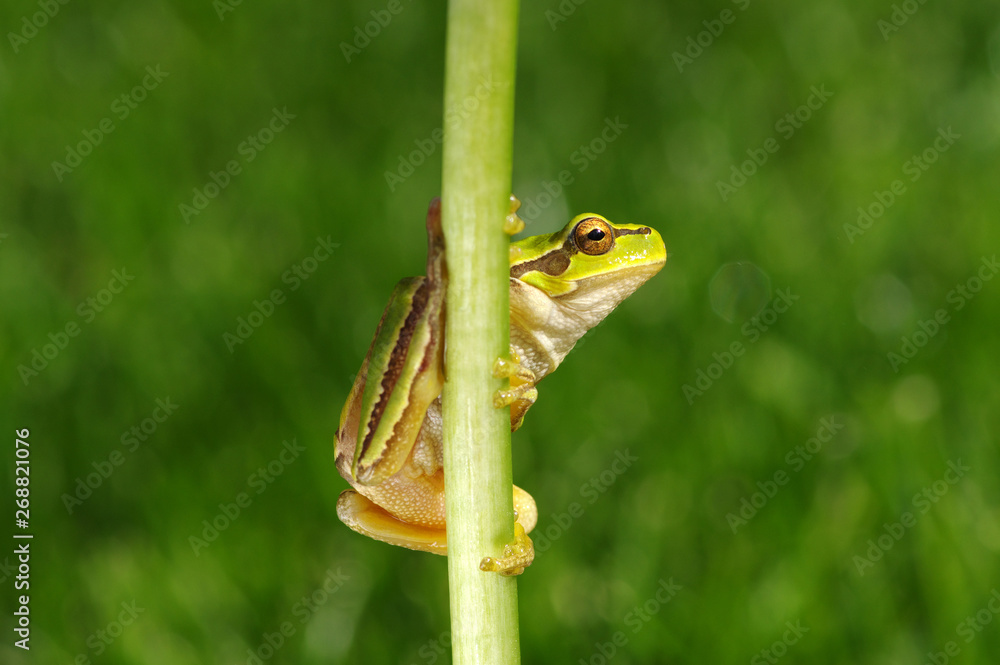 Frog on green background