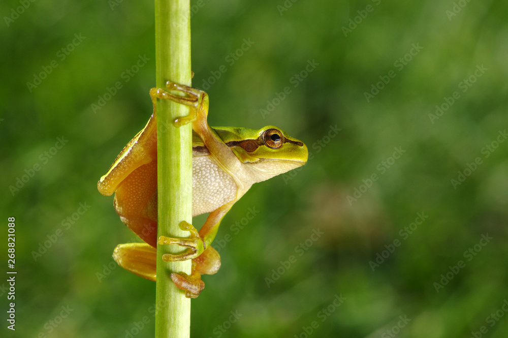 Green tree frog on grass