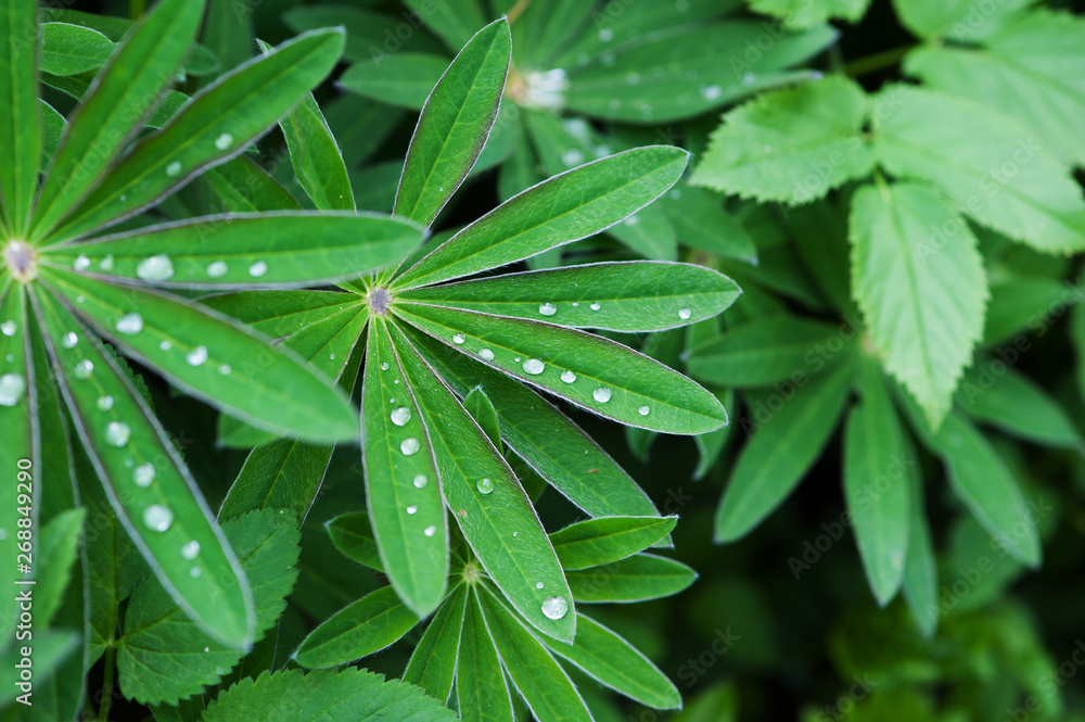 Lupine leafs with morning dew