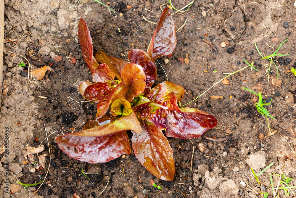 A home grown salad in the garden - top view