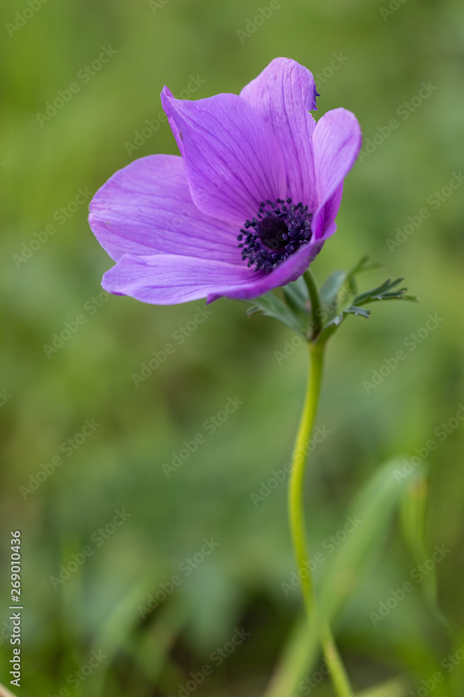 Blue Anemone flower and foliage over bright background.