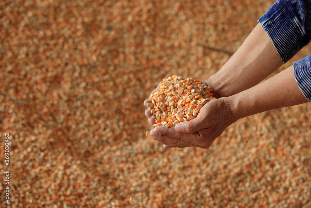 Hand with corn, seeds of many corn, organic corn grown