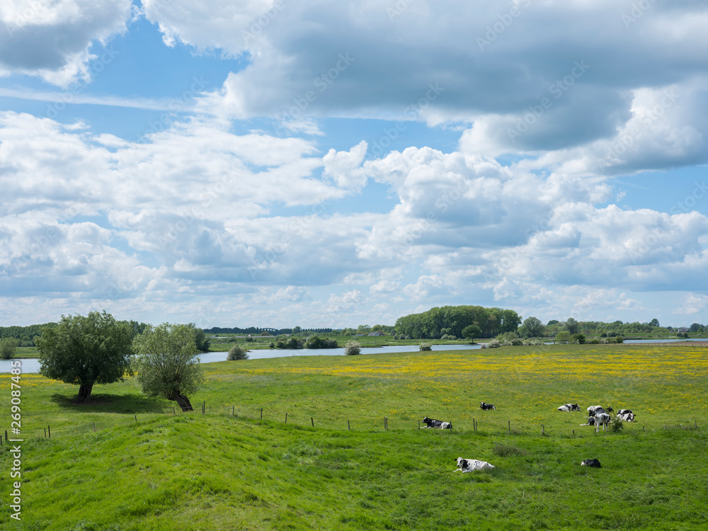 black and white cows near willows in dutch floodplains of river lek near utrecht in holland