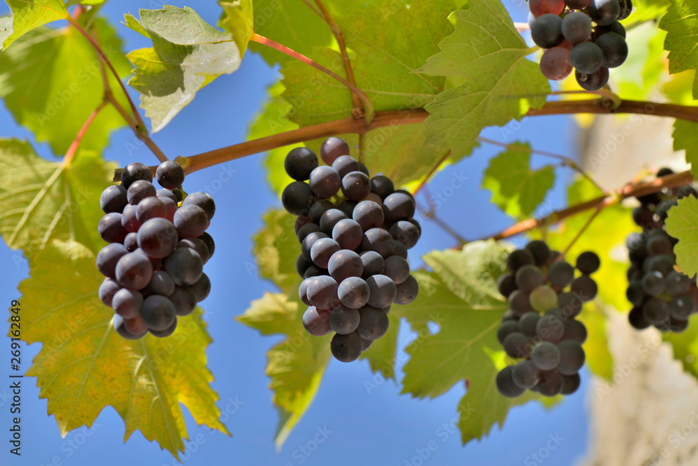 close on ripe black grapes growing on a branch against blue sky