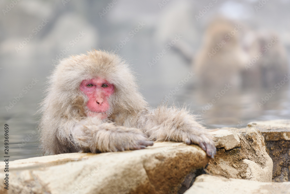 日本长野的天然温泉——温泉里的微笑猴