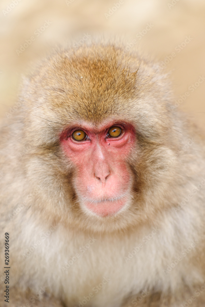 Close up face of monkey in onsen, natural hot spring in Nagano, Japan