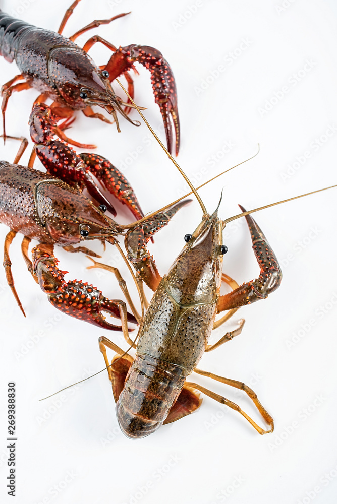 Fresh crayfish on white background