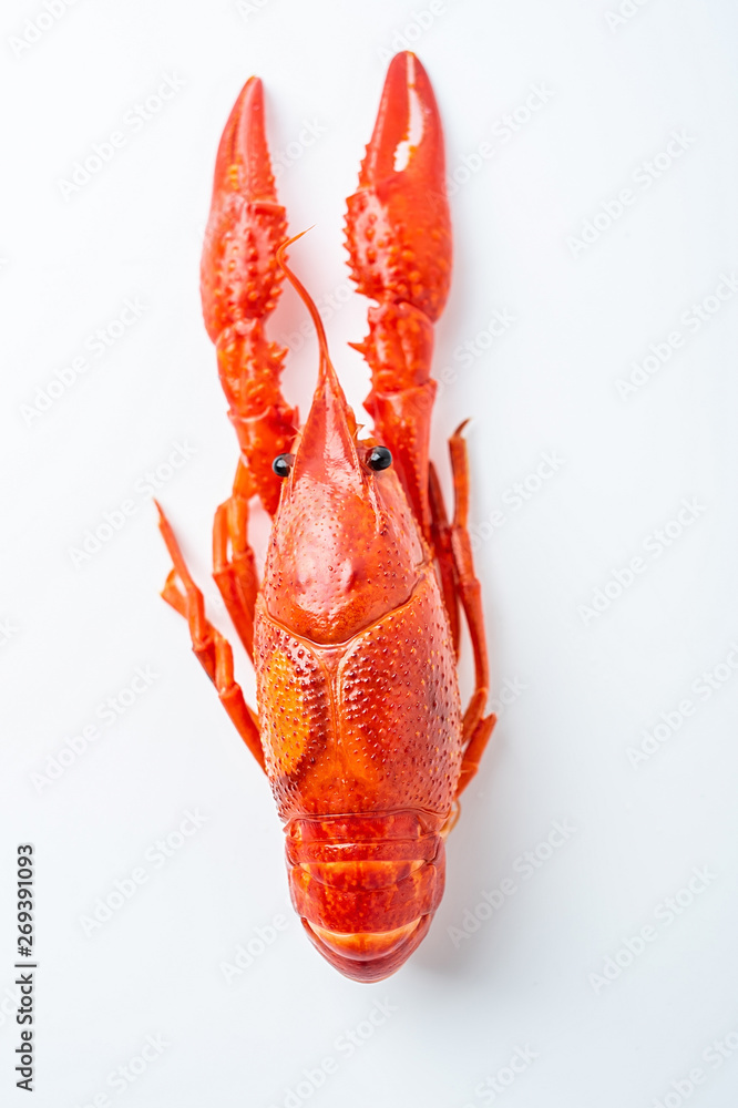 A bright red delicious crayfish on a white background