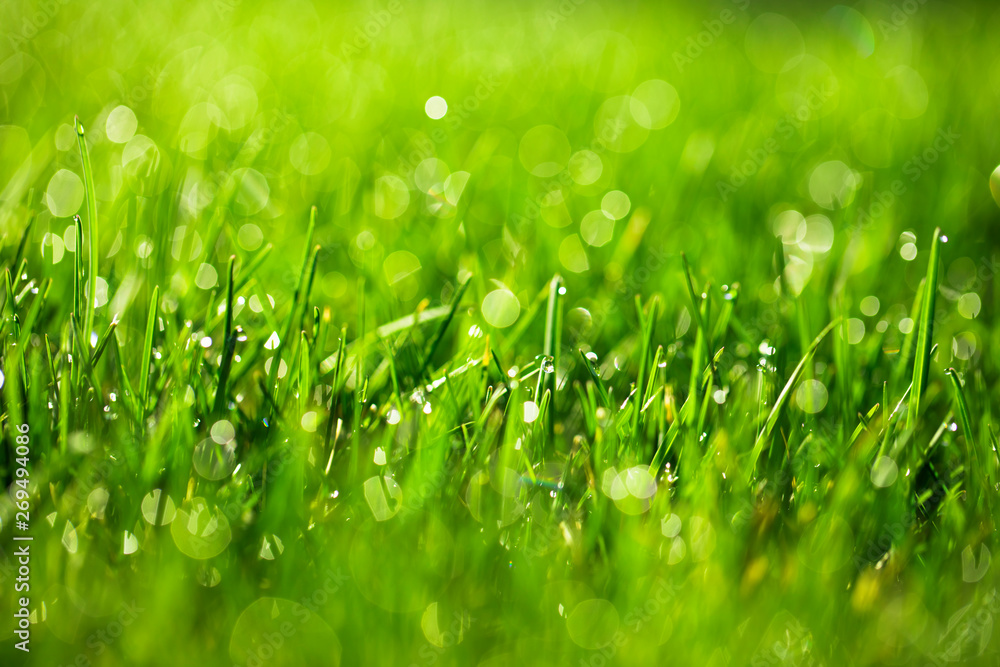 green grass with water drops