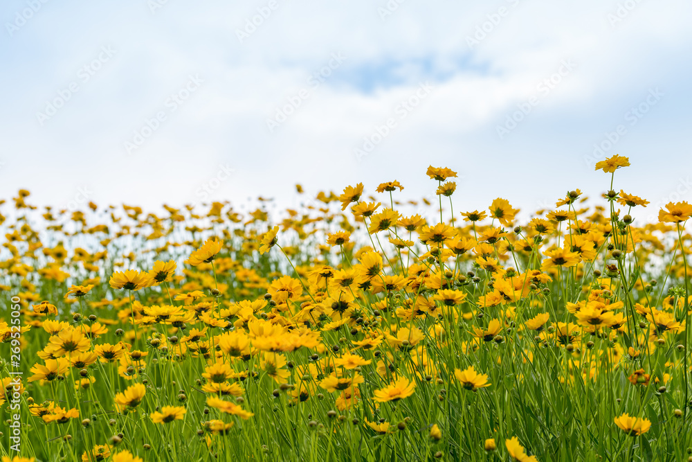 coreopsis flowers blooming with blue sky