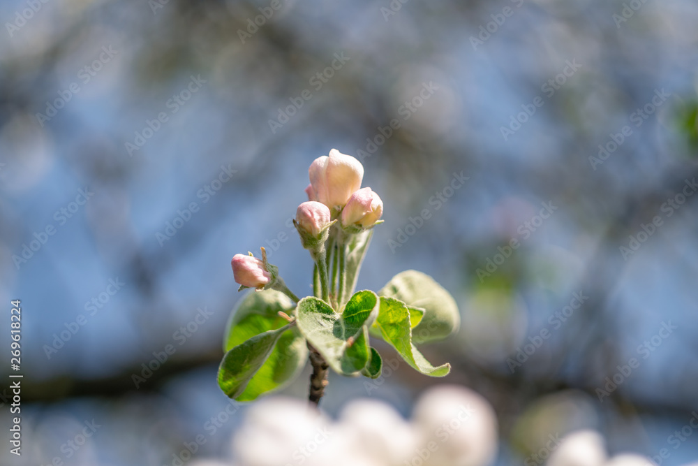 苹果开花。花蕾和嫩叶。春天的心情和香气。新生命的觉醒