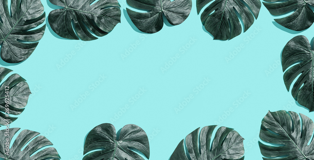 Tropical plant Monstera leaves overhead view flat lay