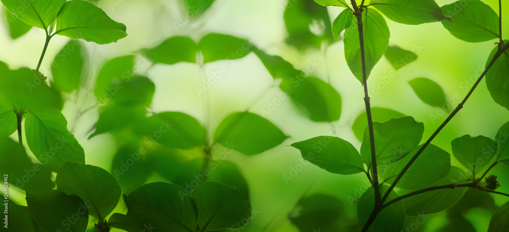 Fresh green leaves on a shiny background