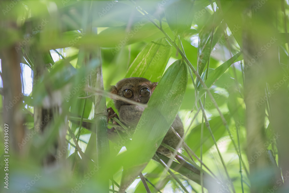 Tarsier monkey the worlds smallest, The Philippine tarsier (Carlito syrichta) is a species of tarsi