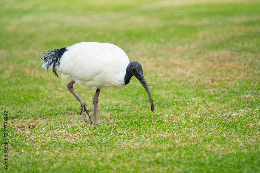 澳大利亚白ibis