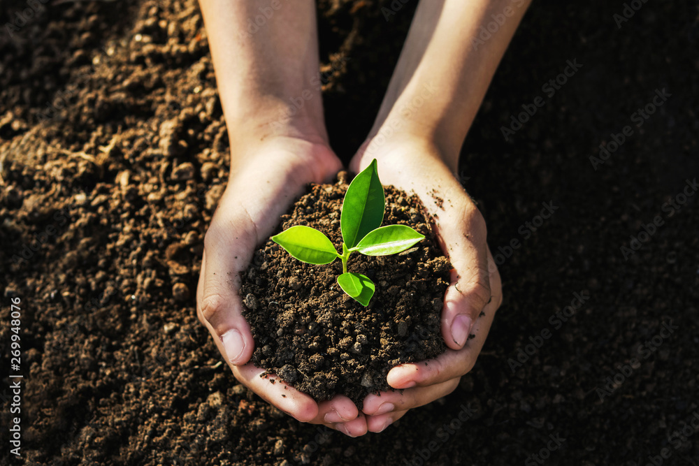 hand holding young tree for planting. concept eco earth day