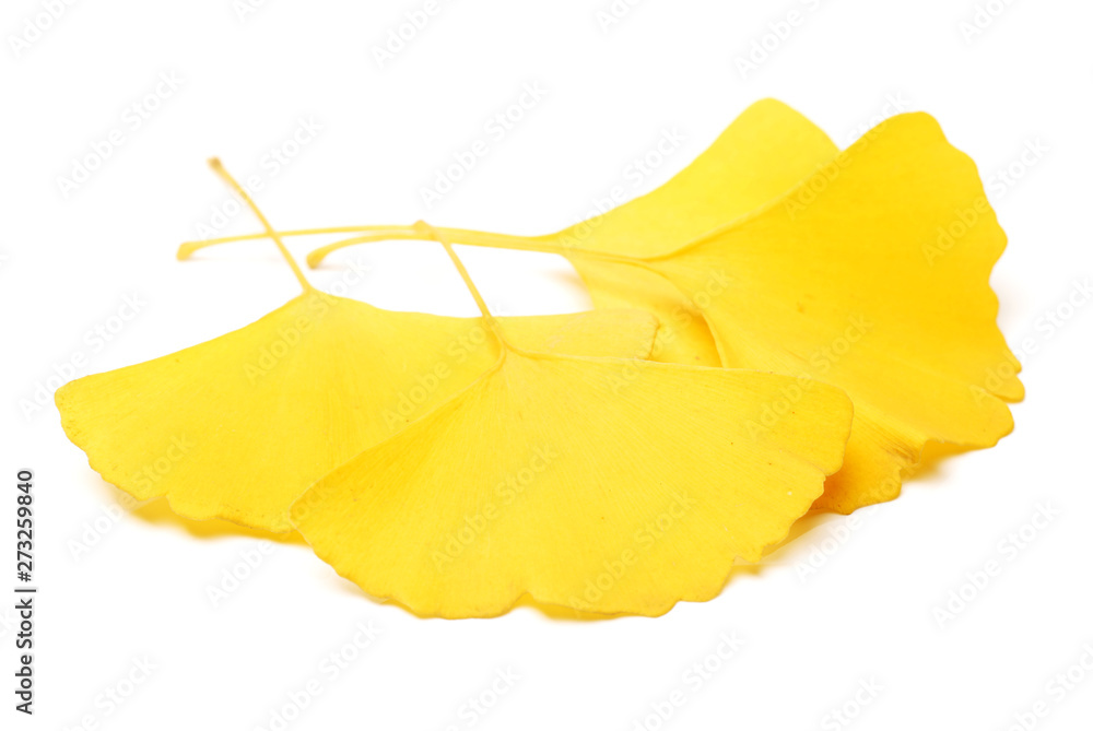 Yellowginkgo leaf on white background