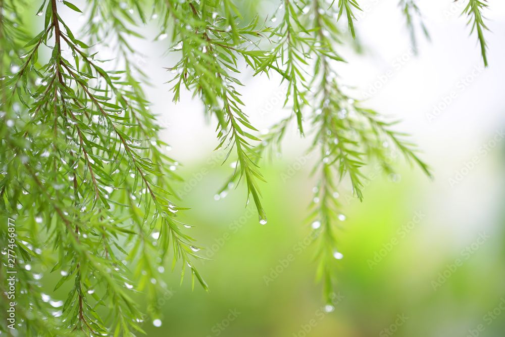 Delicate green fern leaves with water drop background 