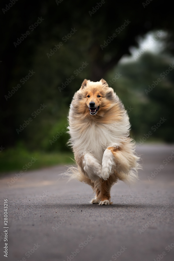 粗糙的牧羊犬奔跑着迎接