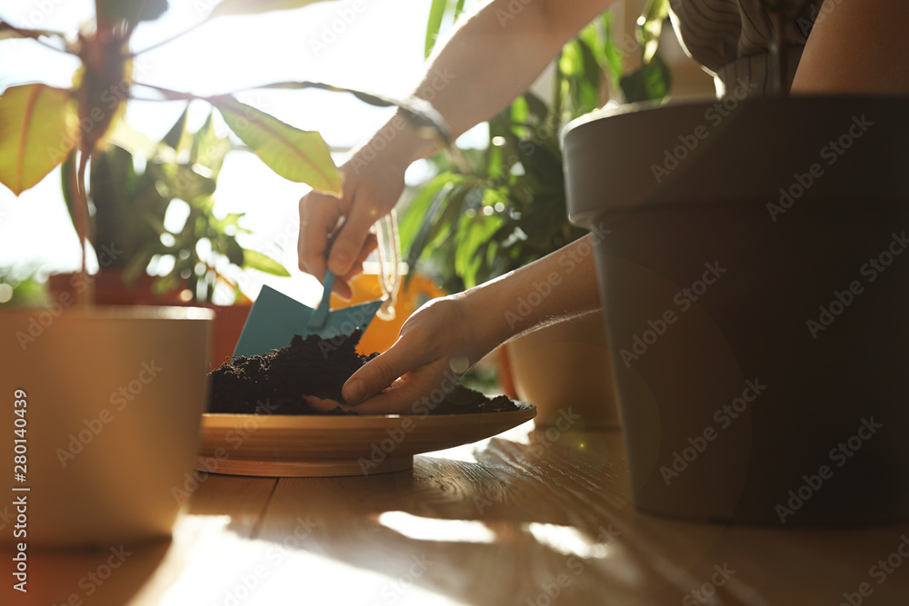 Woman taking care of home plants indoors, closeup