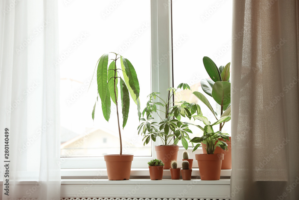 Different indoor plants on window sill at home