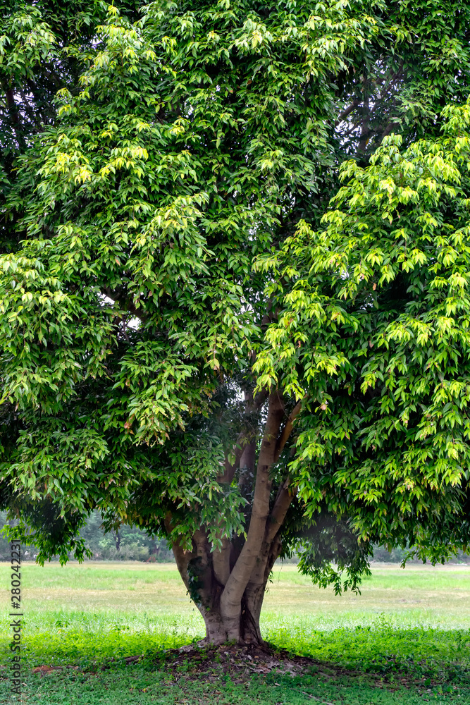 Big trees, green leaves on the meadows in the sun