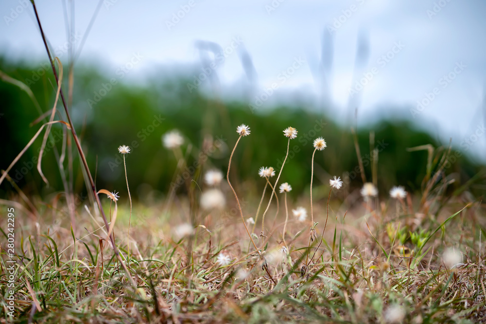 Close up grass flower on mountain in sunny day.